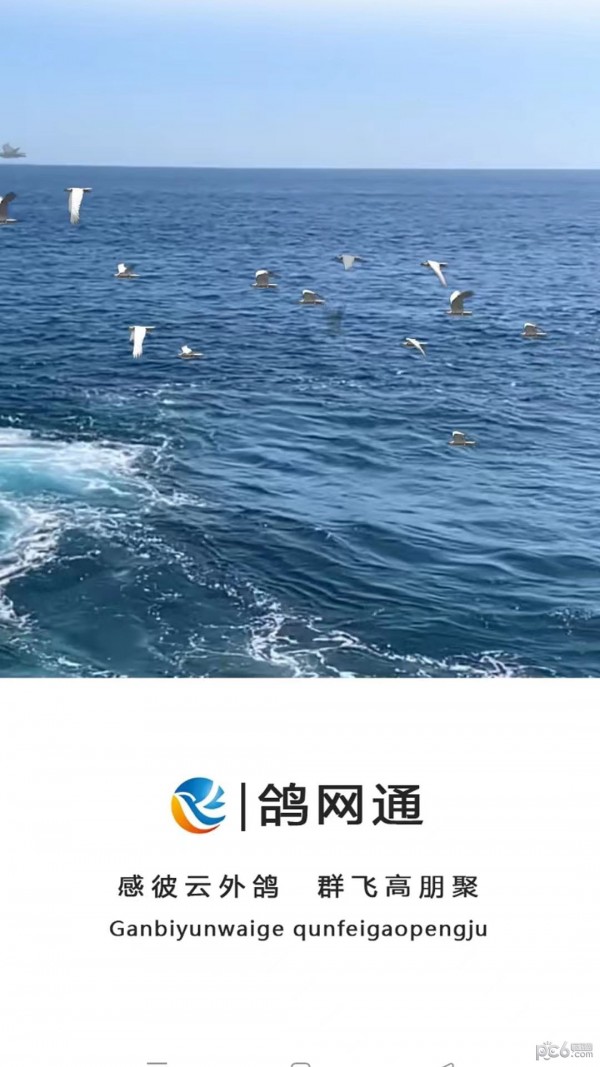 鸽网通
